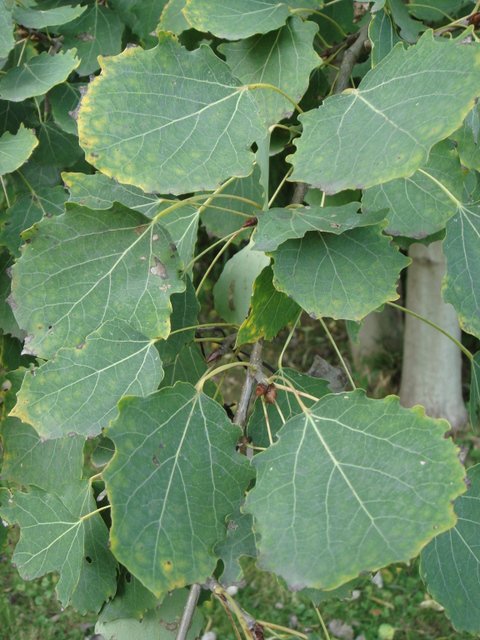 Populus tremula feuille